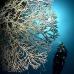 coral_hard_sr_kb_v_0406_png1331.jpg